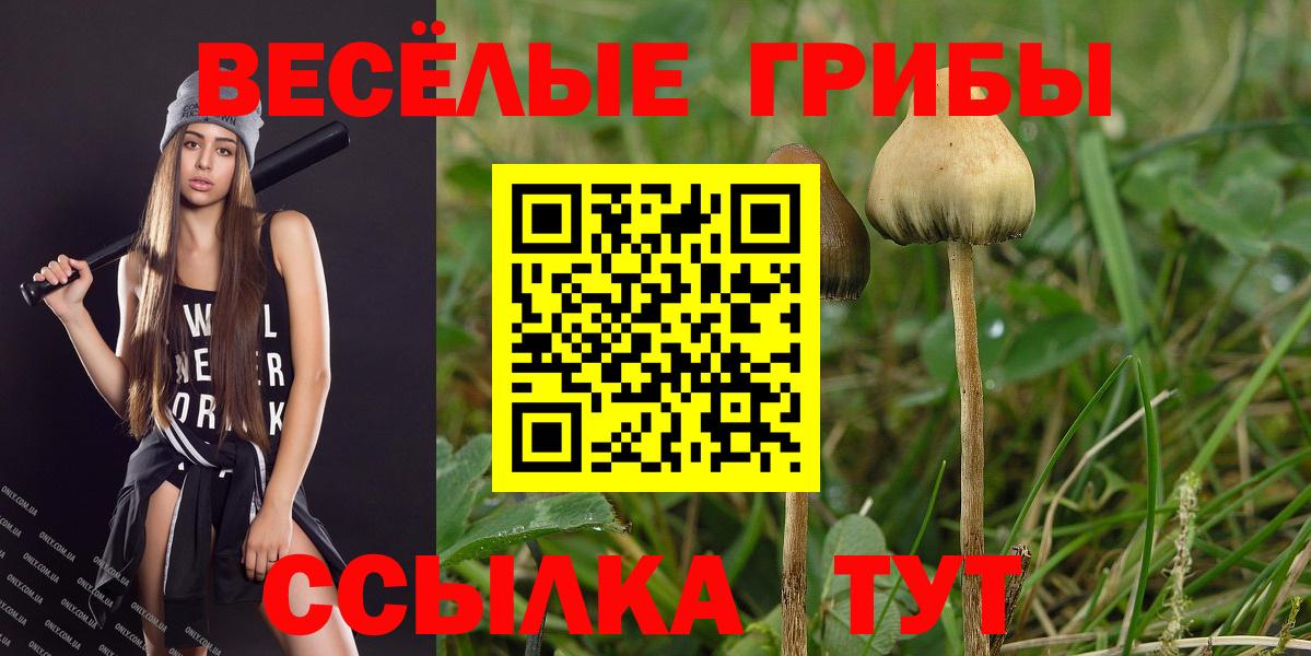 Галлюциногенные грибы Psilocybe  Вход с VPN  Железноводск 
